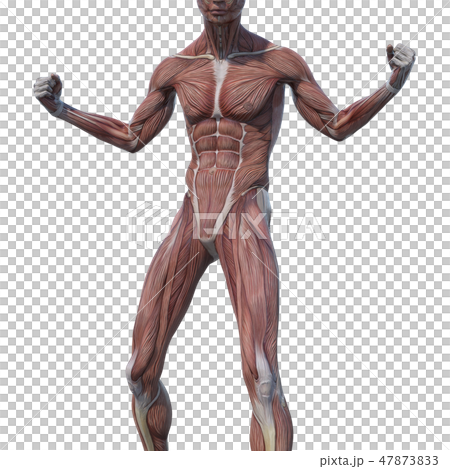 男性解剖學肌肉3DCG例證材料 男性解剖學肌肉3DCG例證材料 47873833