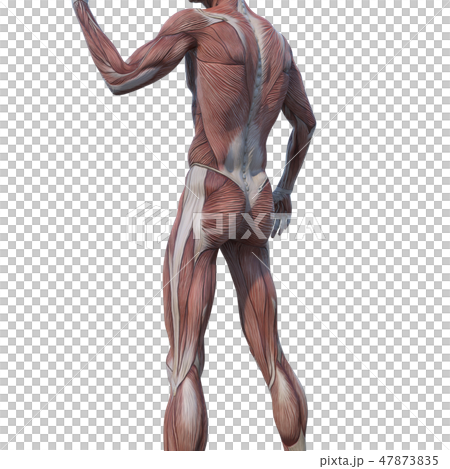 男性解剖學肌肉3DCG例證材料 男性解剖學肌肉3DCG例證材料 47873835