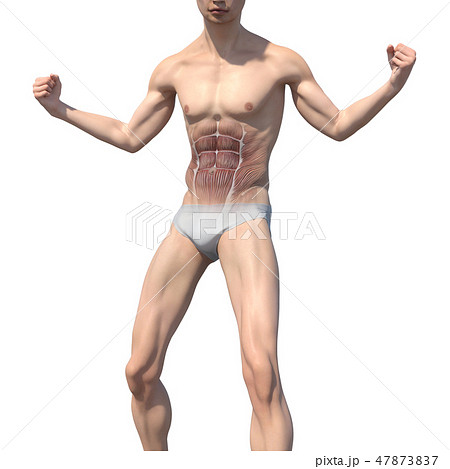 男性 解剖 筋肉 3DCG イラスト素材 男性 解剖 筋肉 3DCG イラスト素材 47873837