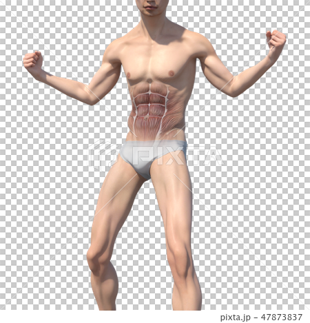 男性解剖學肌肉3DCG例證材料 男性解剖學肌肉3DCG例證材料 47873837