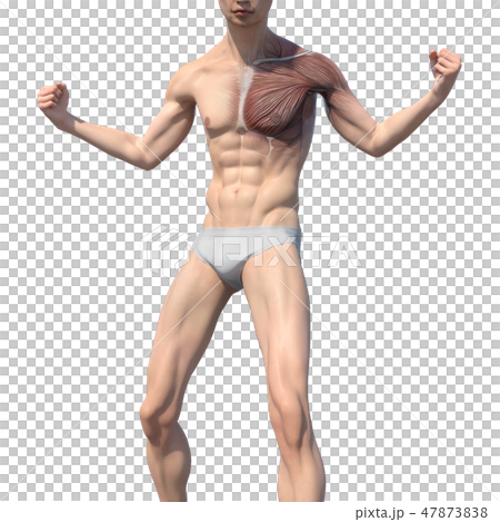 男性解剖學肌肉3DCG例證材料 男性解剖學肌肉3DCG例證材料 47873838