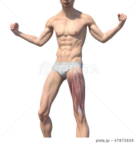 男性 解剖 筋肉 3dcg イラスト素材のイラスト素材 男性 解剖 筋肉 3dcg イラスト素材のイラスト素材