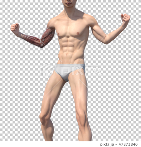 男性解剖學肌肉3DCG例證材料 男性解剖學肌肉3DCG例證材料 47873840
