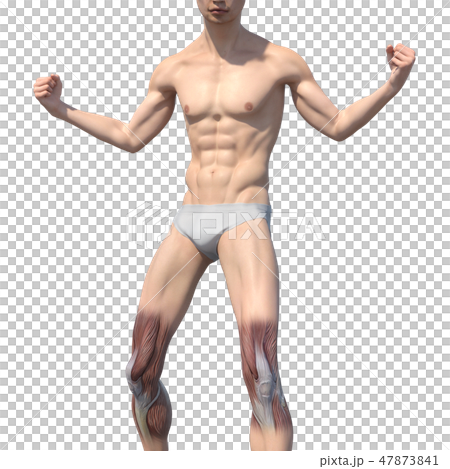 Male anatomy muscle 3DCG illustration material Male anatomy muscle 3DCG illustration material 47873841