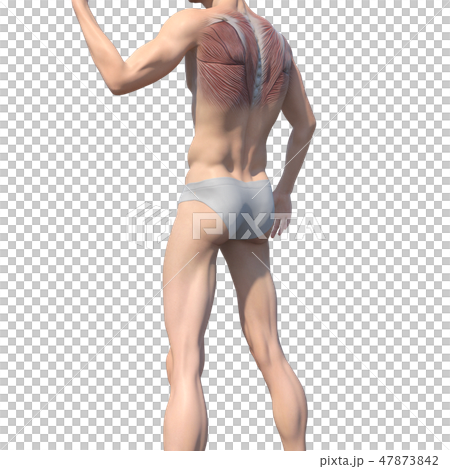 Male anatomy muscle 3DCG illustration material Male anatomy muscle 3DCG illustration material 47873842