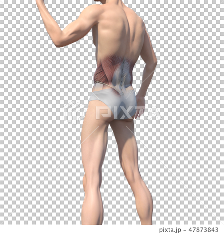 男性解剖學肌肉3DCG例證材料 男性解剖學肌肉3DCG例證材料 47873843