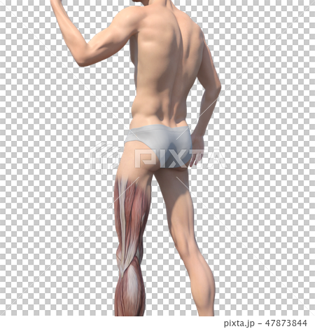 男性解剖學肌肉3DCG例證材料 男性解剖學肌肉3DCG例證材料 47873844