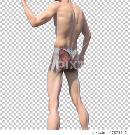 男性解剖學肌肉3DCG例證材料 男性解剖學肌肉3DCG例證材料 47873845