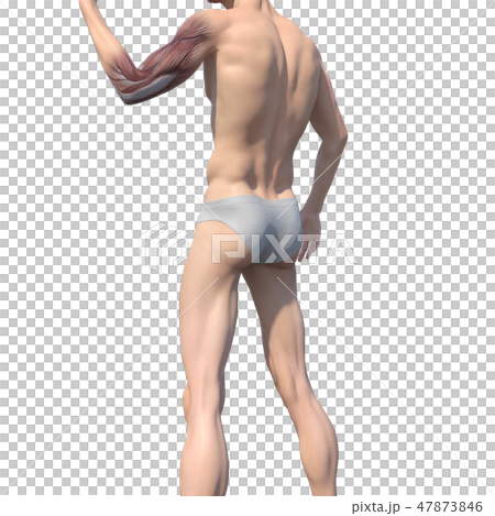 Male anatomy muscle 3DCG illustration material Male anatomy muscle 3DCG illustration material 47873846