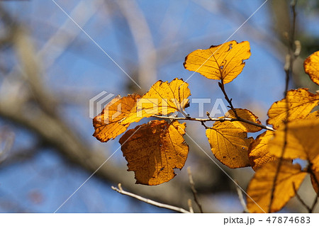 シナマンサクの黄葉 47874683