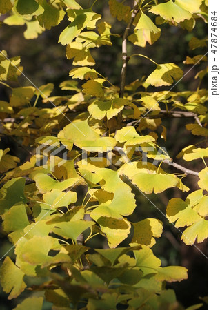 イチョウ 47874684