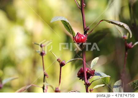 ローゼル 47874750