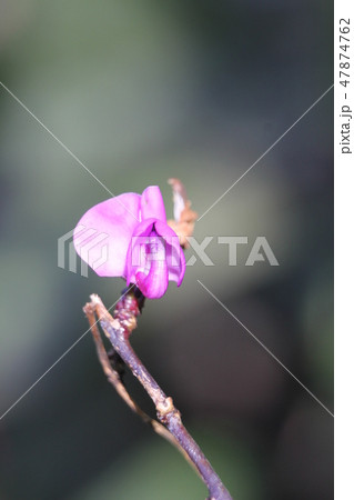 フジマメの花 47874762