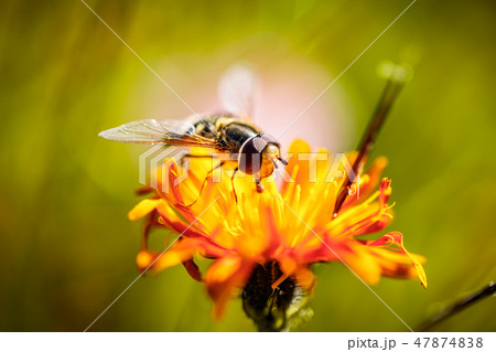 Bee collects nectar from flower crepis alpina Bee collects nectar from flower crepis alpina 47874838