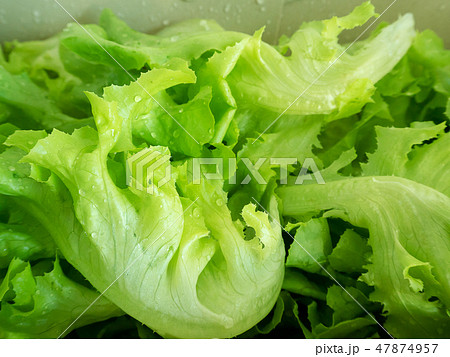 Fresh green oak lettuce vegetable with water drop. Fresh green oak lettuce vegetable with water drop. 47874957