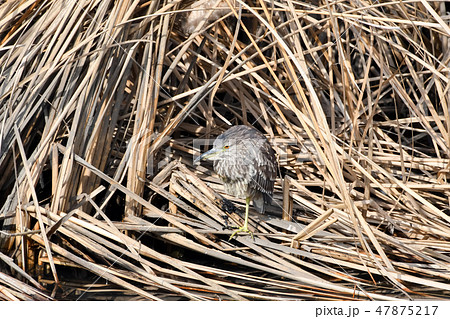 コウノトリ目サギ科ゴイサギ コウノトリ目サギ科ゴイサギ 47875217