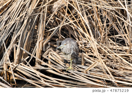 コウノトリ目サギ科ゴイサギ コウノトリ目サギ科ゴイサギ 47875219