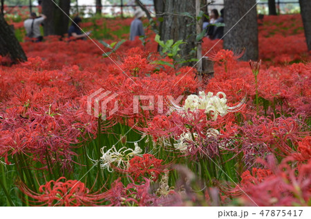 曼珠沙華 47875417