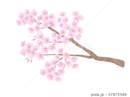 桜　枝 47875566