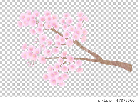 桜　枝 47875566