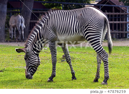 Zebra close up. 47876259