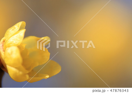 早春の花である、蝋梅が咲いていた。 47876343