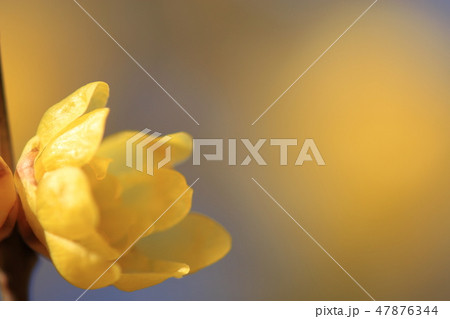 早春の花である、蝋梅が咲いていた。 早春の花である、蝋梅が咲いていた。 47876344