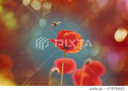 Poppy Poppy 47876682