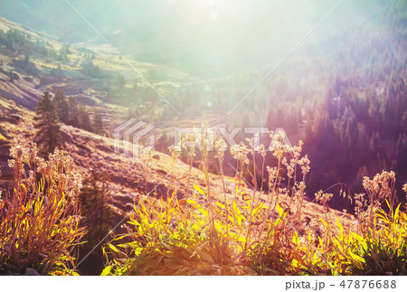 Mountains meadow Mountains meadow 47876688