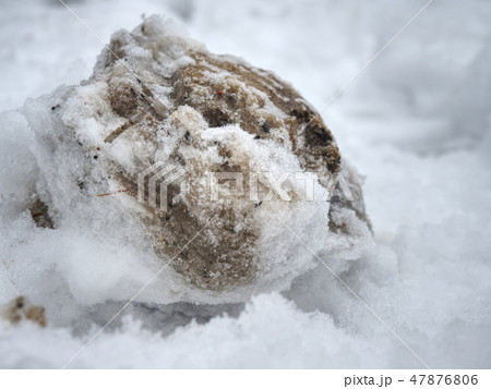Frozen hoof footprint in wet snow. Frozen hoof footprint in wet snow. 47876806