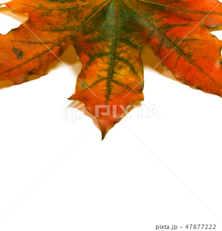 Part of autumn multicolored maple-leaf 47877222