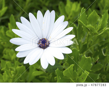 Close of bright Osteospermum Soprano White African Daisy on green bokeh background, selective focus Close of bright Osteospermum Soprano White African Daisy on green bokeh background, selective focus 47877283