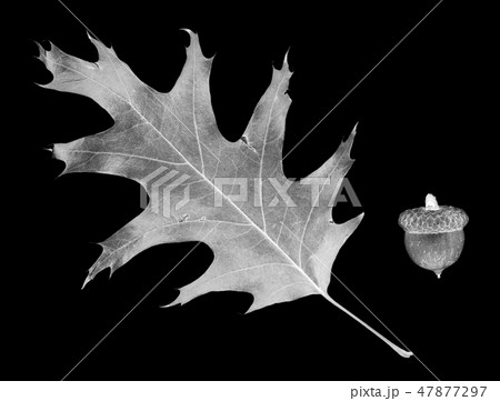 Fallen leaf of oak and acorn on black. Negative. Fallen leaf of oak and acorn on black. Negative. 47877297