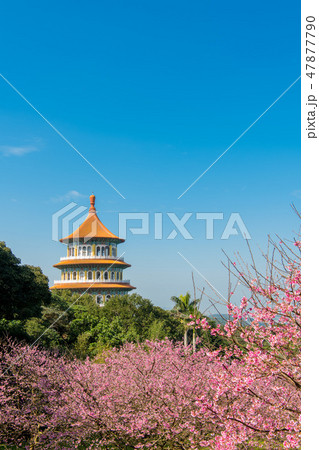 台湾台北 天元宮 美しい桜の季節 台湾台北 天元宮 美しい桜の季節 47877790