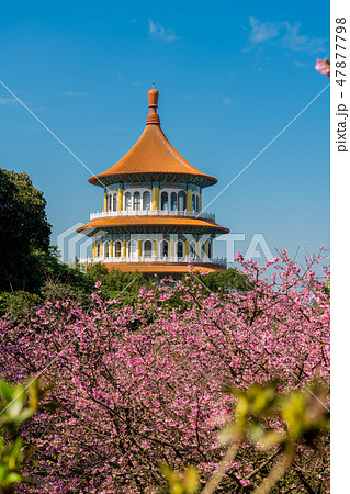 台湾台北 天元宮 美しい桜の季節 台湾台北 天元宮 美しい桜の季節 47877798