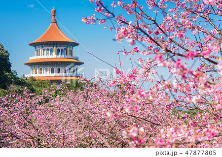 台湾台北　天元宮 美しい桜の季節　 47877805