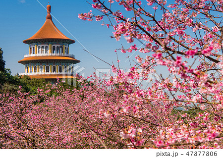 台湾台北　天元宮 美しい桜の季節　 47877806