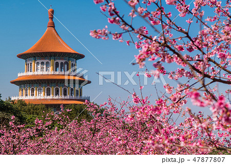 台湾台北　天元宮 美しい桜の季節　 47877807