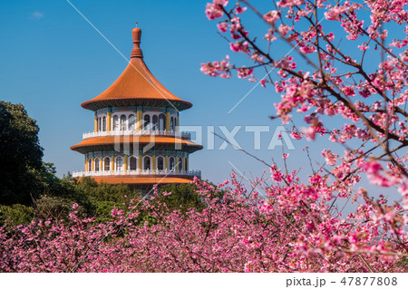 台湾台北　天元宮 美しい桜の季節　 47877808