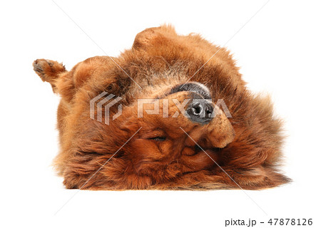 Red Tibetan Mastiff lying down on white floor 47878126