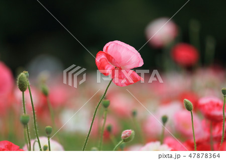 ポピー 47878364