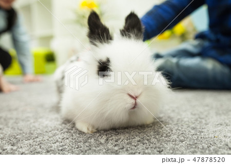 White rabbit with black ears White rabbit with black ears 47878520