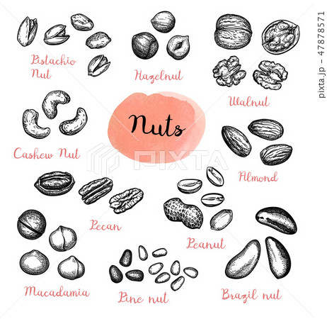 Big collection of nuts sketches. 47878571