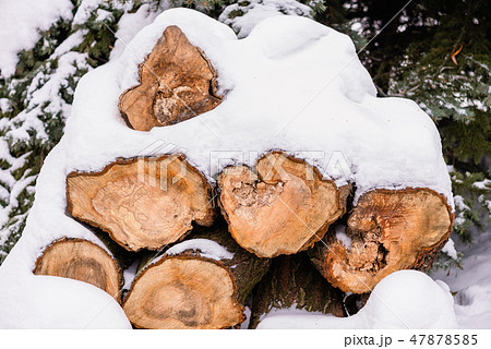 Bunch of logs outdoors under fit-tree in snow Bunch of logs outdoors under fit-tree in snow 47878585