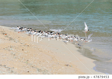 宮古島／夏の風景 47879453