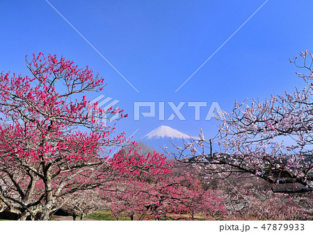 岩本山公園の梅園と富士山-2488 岩本山公園の梅園と富士山-2488 47879933