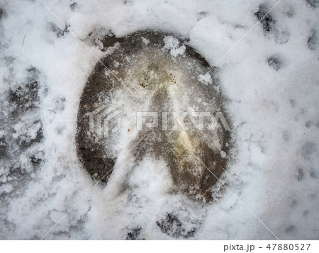 Fresh whitetail pony tracks in white snow. 47880527