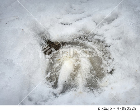 Icy hoofs footprint of horse in snow. 47880528