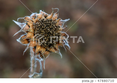 Closeup of deflorate, withered sunflower. 47880710