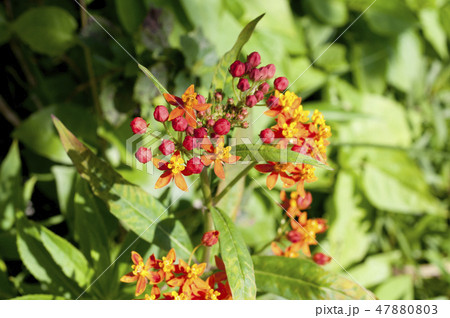 トウワタ 47880803